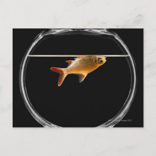 Carte Postale Poisson d'or dans le bol 2