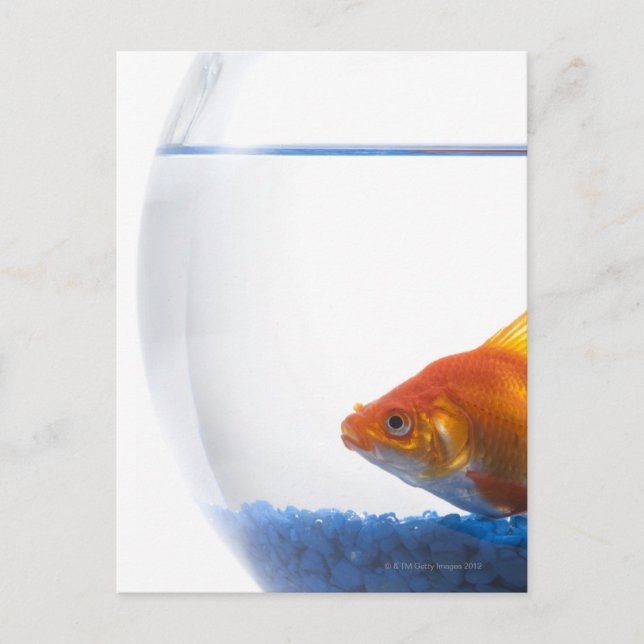 Carte Postale Poisson d'or dans un bol sur arrière - plan blanc (Devant)