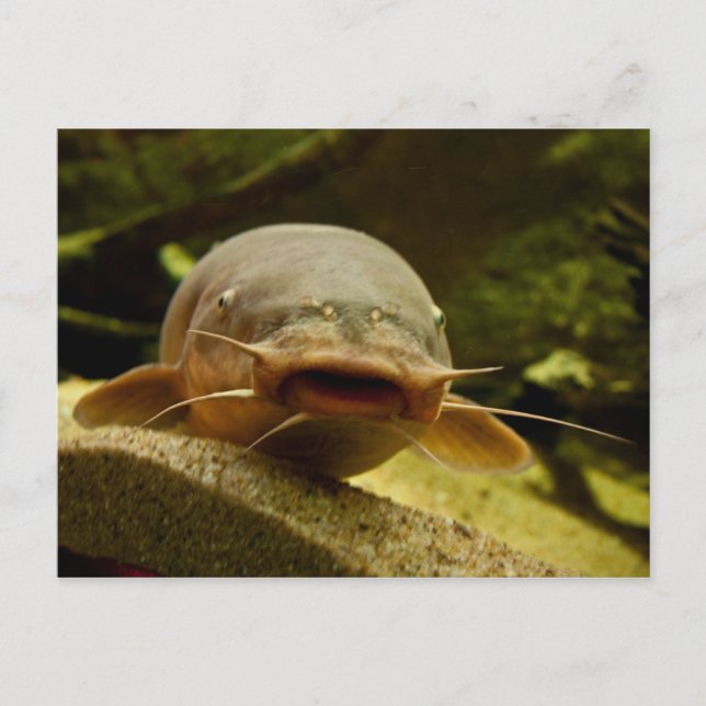 Carte Postale Poisson électrique (Devant)