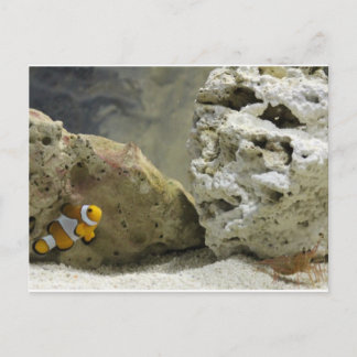 Carte postale Poisson et crevette