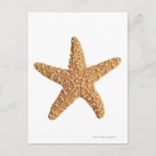 Carte Postale Poisson étoilé isolé sur blanc