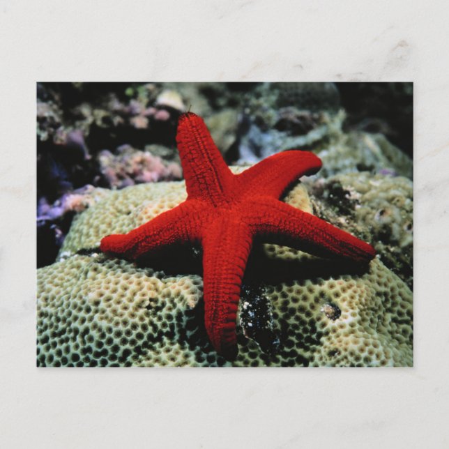 Carte Postale Poisson étoile | Mer Rouge (Devant)