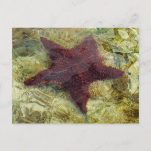 Carte Postale Poisson étoilée sous-marine aux Bahamas