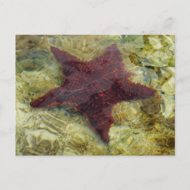 Carte Postale Poisson étoilée sous-marine aux Bahamas (Devant)