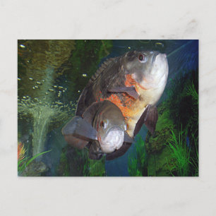 Carte Postale Poisson exotique Astronotus dans l'aquarium de Yal