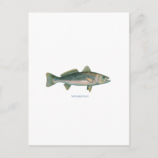 Carte Postale Poisson faible (Devant)