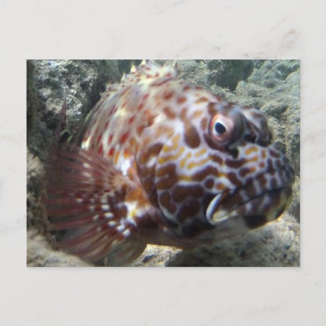 Carte Postale Poisson-faucon d'Hawaï (Devant)
