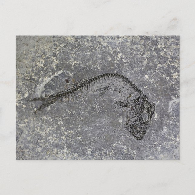 Carte Postale Poisson fossile de l'Oligocène du nord de l'Allema (Devant)