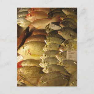 Carte Postale Poisson frais