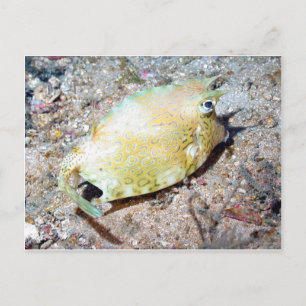 Carte Postale Poisson-griffon
