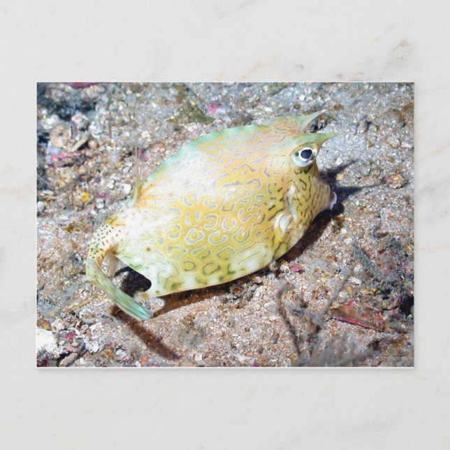 Carte Postale Poisson-griffon (Devant)