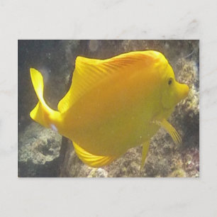 Carte Postale Poisson Hawaii Jaune Tang