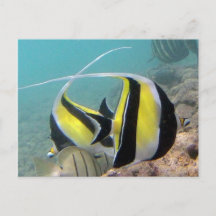 Poisson Idole de Hanauma Bay Hawaii
