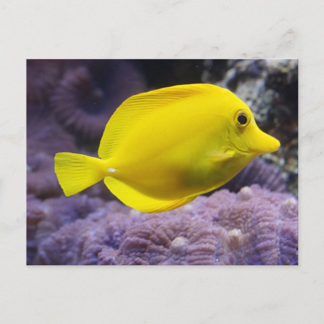 Carte Postale Poisson jaune (Devant)
