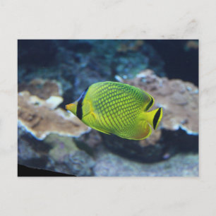 Carte Postale Poisson jaune néon