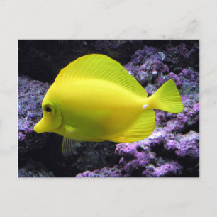 Carte Postale Poisson jaune Tang Reef