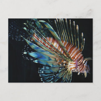 Carte Postale Poisson Lion