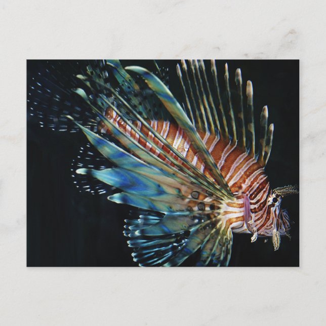 Carte Postale Poisson Lion (Devant)