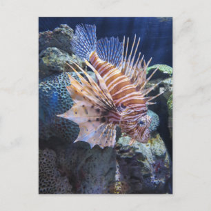 Carte Postale Poisson Lion, Aquarium Aventure