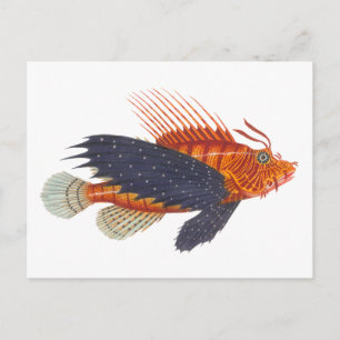 Carte Postale Poisson Lion - Pterois - Poisson Lion Antique Grav