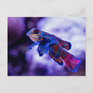 Carte Postale Poisson Mandarin Goby