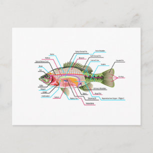 Carte Postale Poisson organes internes Diagramme Vector Art Anat