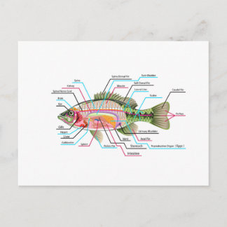 Carte Postale Poisson organes internes Diagramme Vector Art Anat