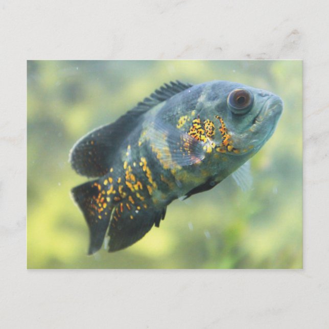 Carte Postale Poisson Oscar (Devant)