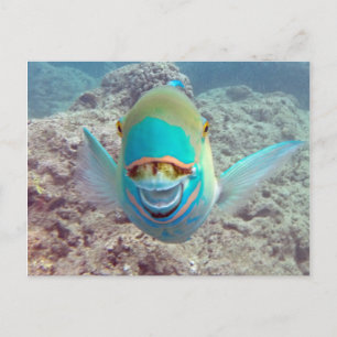 Carte Postale Poisson perroquet Hawaii