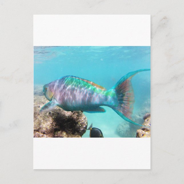 Carte Postale Poisson perroquet Hawaii (Devant)