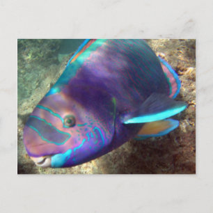 Carte Postale Poisson perroquet Hawaii - Uhu
