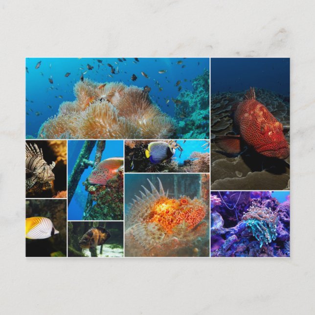 Carte Postale Poisson, Photo Collage. (Devant)