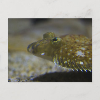 Carte Postale poisson plat