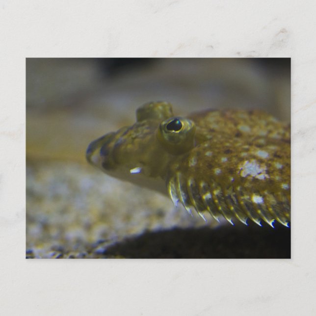 Carte Postale poisson plat (Devant)