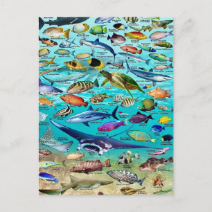 Carte postale Poisson & Plus de Poisson