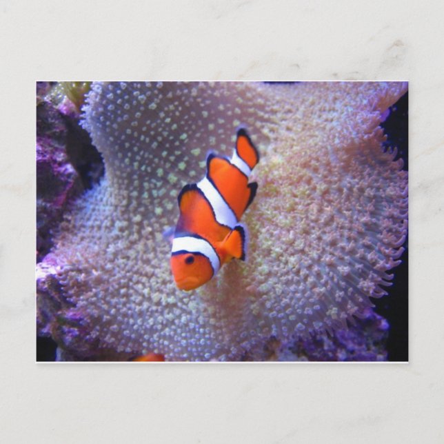Carte Postale poisson, poisson clown (Devant)