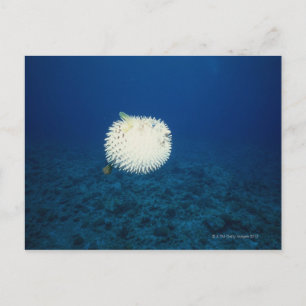 Carte Postale Poisson Porcupine