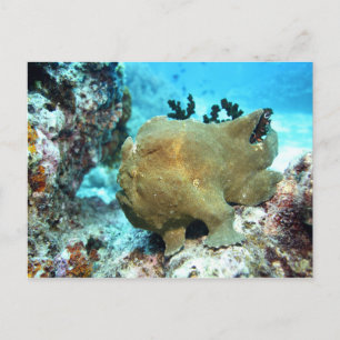 Carte Postale Poisson-porteuse camouflée