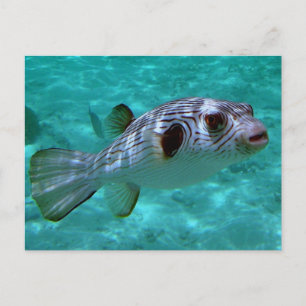Carte Postale Poisson-pouffer étroit