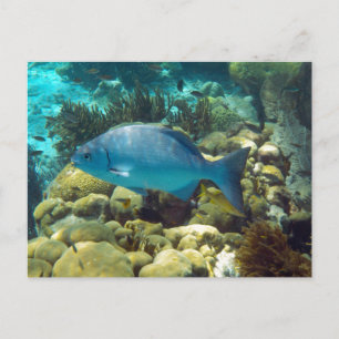 Carte Postale Poisson récif