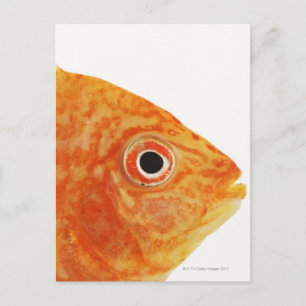 Carte Postale Poisson Red Deacon