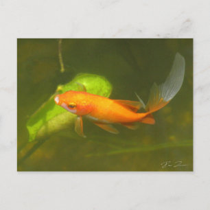 Carte Postale poisson rouge