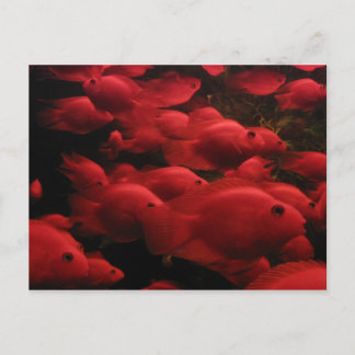 Carte Postale Poisson Rouge
