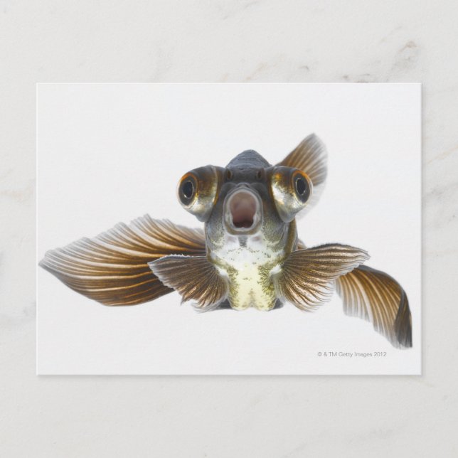 Carte Postale Poisson rouge noir (Carassius auratus) (Devant)