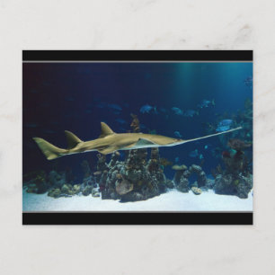 Carte Postale Poisson-scie