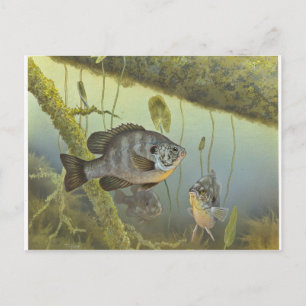 Carte Postale Poisson-soleil