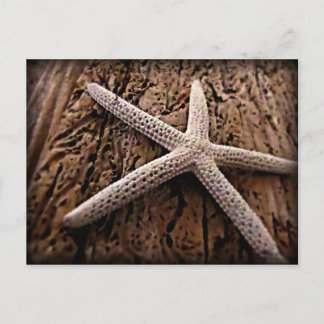 Carte Postale Poisson sur bois de chauffe
