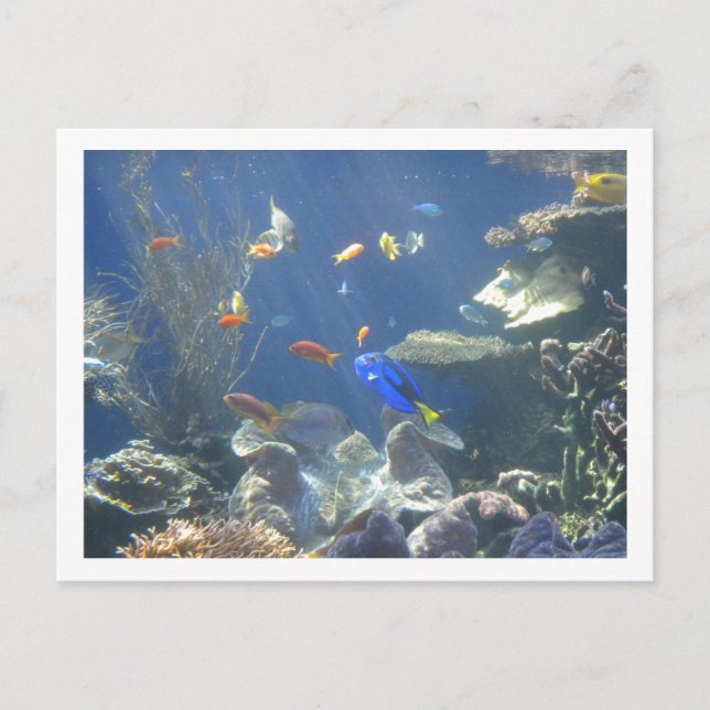 Carte Postale Poisson tropical (Devant)