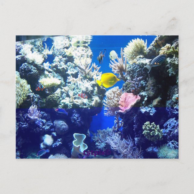 Carte Postale Poisson tropical (Devant)