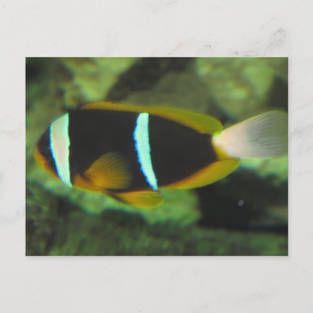 Carte Postale poisson tropical (Devant)